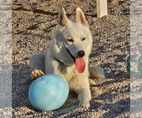 Medium Photo #16 Huskies -Unknown Mix Puppy For Sale in Fargo, ND, USA