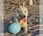 Small #15 Huskies  Mix