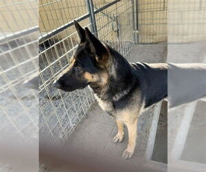 German Shepherd Dog Dogs for adoption in Santa Maria, CA, USA