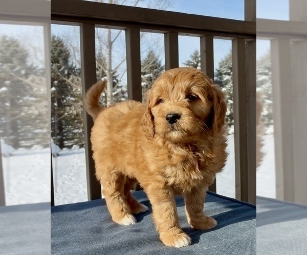 Medium Photo #6 Goldendoodle (Miniature) Puppy For Sale in RANDOLPH, WI, USA