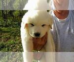 Small Photo #1 Great Pyrenees Puppy For Sale in ALTAVISTA, VA, USA