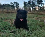 Small #4 German Shepherd Dog