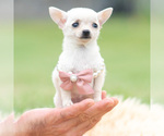 Small Photo #26 Chihuahua Puppy For Sale in WARSAW, IN, USA