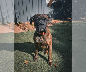 Medium Boxer