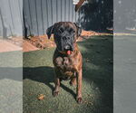 Small Boxer