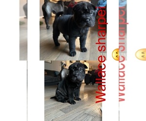 Chinese Shar-Pei Puppy for sale in MOUNT ORAB, OH, USA