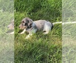 Small #5 Dachshund