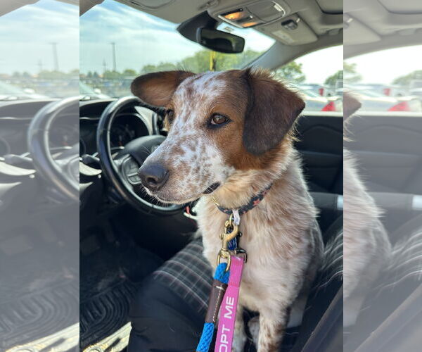 Medium Photo #4 Spaniel-Unknown Mix Puppy For Sale in Overland Park, KS, USA