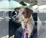 Small #3 Spaniel Mix