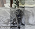 Image preview for Ad Listing. Nickname: Bocephus