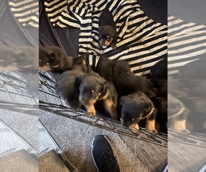 Rottweiler Litter for sale in TEMECULA, CA, USA
