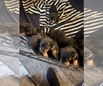 Small Rottweiler