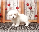 Small #3 Maltese