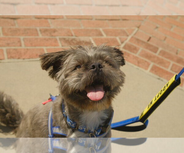 Medium Photo #8 French Tzu Puppy For Sale in San Jose, CA, USA