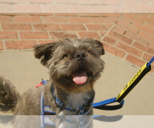 Hiccup - Male French Tzu Dog for Adoption - Photo #8