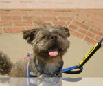Small Photo #8 French Tzu Puppy For Sale in San Jose, CA, USA