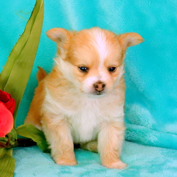 Medium Photo #1 Chorkie Puppy For Sale in GAP, PA, USA