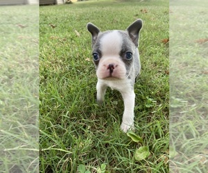 Boston Terrier Puppy for sale in FREDONIA, KS, USA