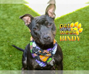 Mutt Dogs for adoption in Moreno Valley, CA, USA