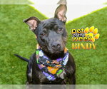 BINDY - Female Mutt Dog for Adoption - Small photo