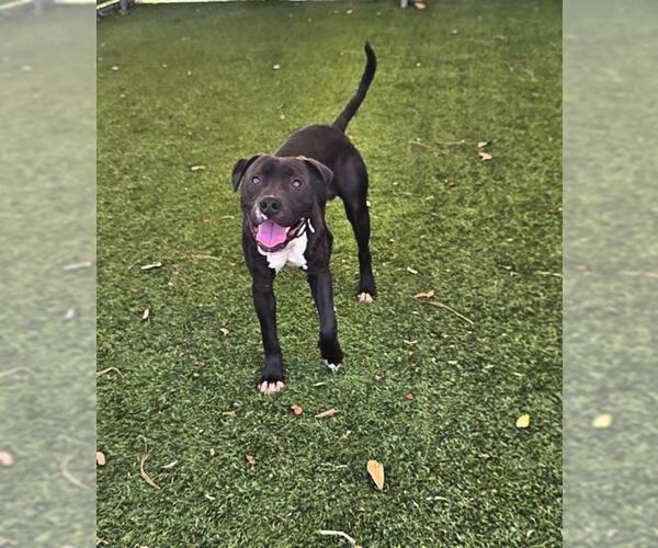 Medium Photo #1 Mutt Puppy For Sale in Downey, CA, USA