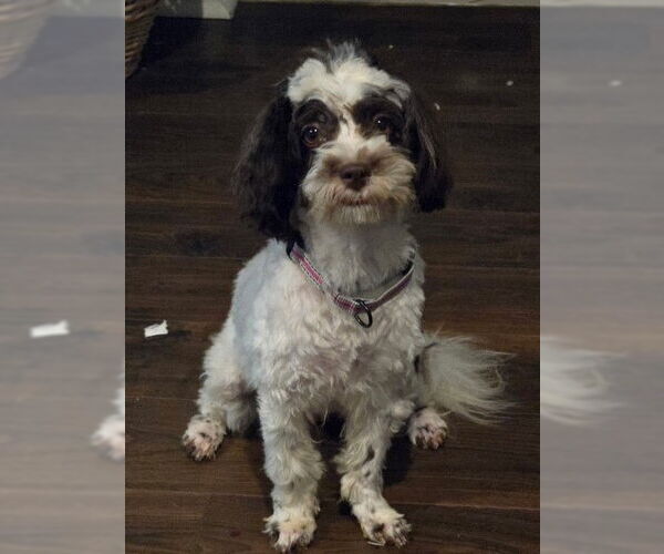 Medium Photo #2 Havanese Puppy For Sale in Fort Wayne, IN, USA