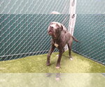 CLIFFORD - Male Mutt Dog for Adoption - Small photo