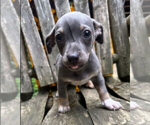 Chiweenie Dogs for adoption in Ellijay, GA, USA