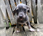Small Chiweenie