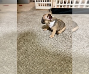 Medium French Bulldog