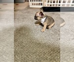 Puppy Puppy 3 French Bulldog