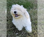 Small Photo #2 Havanese Puppy For Sale in Olalla, WA, USA