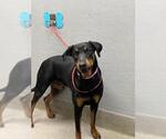 Small Doberman Pinscher Mix