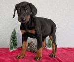 Small Photo #79 Doberman Pinscher Puppy For Sale in GOSHEN, IN, USA