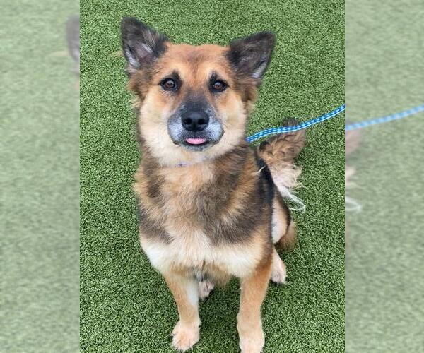 Medium Photo #1 German Shepherd Dog Puppy For Sale in Fayetteville, NC, USA