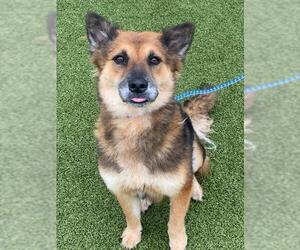 German Shepherd Dog Dogs for adoption in Fayetteville, NC, USA