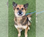 FANTA - Female German Shepherd Dog Dog for Adoption - Small photo