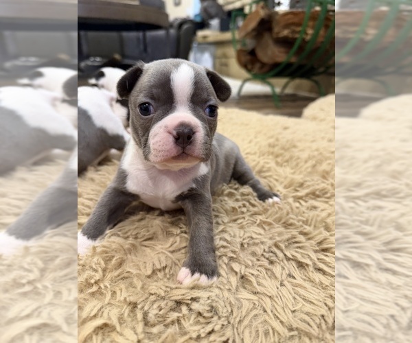 Medium Photo #4 Boston Terrier Puppy For Sale in FREDONIA, KS, USA