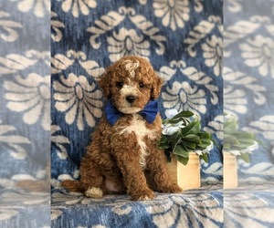 Poodle (Miniature) Puppy for sale in QUARRYVILLE, PA, USA