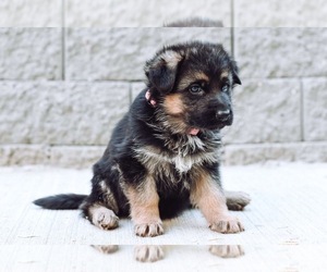 German Shepherd Dog Puppy for sale in PORTLAND, OR, USA