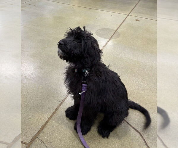 Medium Photo #1 Labrador Retriever-Unknown Mix Puppy For Sale in Aurora, IN, USA