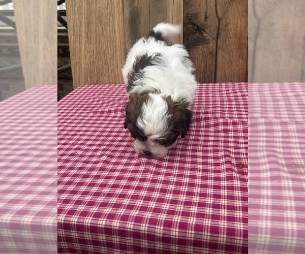 Medium Photo #3 Zuchon Puppy For Sale in DRY RIDGE, KY, USA