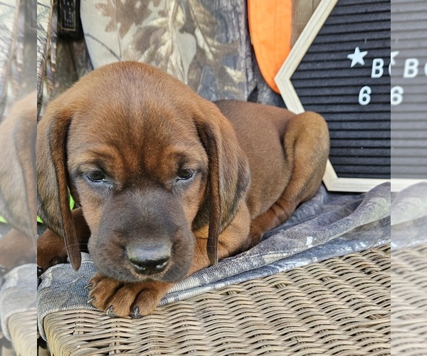 Medium Photo #3 Redbone Coonhound Puppy For Sale in DENVER, PA, USA
