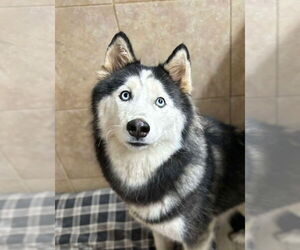 Sansa - Female Siberian Husky Dog for Adoption - Photo #4