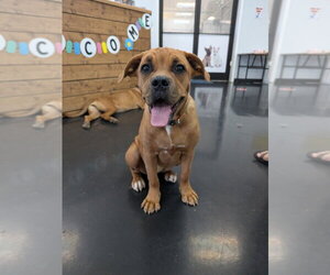 Roo - Female Mutt Dog for Adoption - Photo #3