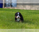 Small #2 Bernese Mountain Dog