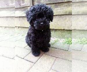 Poodle (Standard) Puppy for sale in MUNCIE, IN, USA