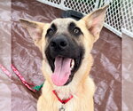 Small Anatolian Shepherd Mix