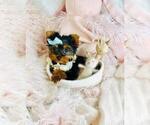 Small #22 Yorkshire Terrier