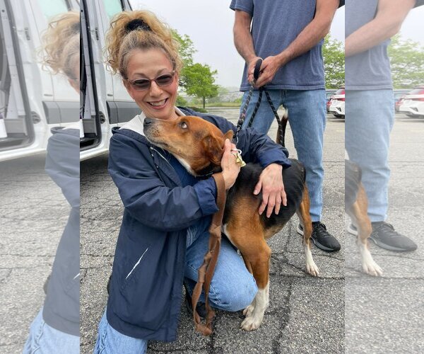 Medium Photo #10 Mutt Puppy For Sale in Woodbury, NY, USA